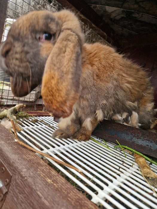 Iepuri Berbec German / Urias German