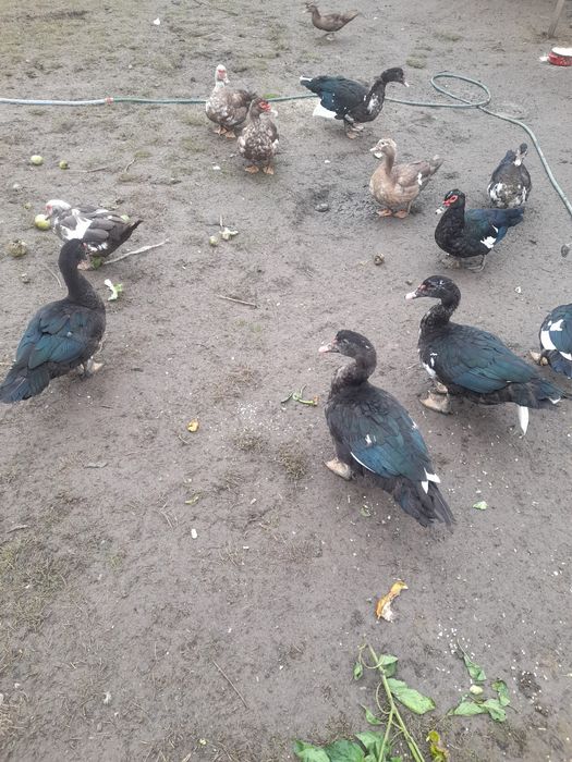 Vând rațe leșești