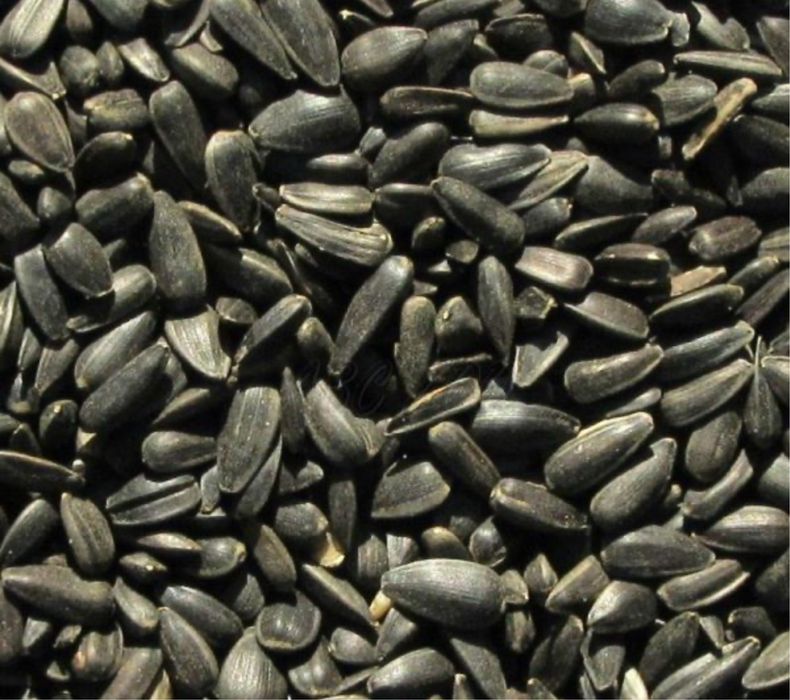 Vand Cereale, Porumb~Grau~Floarea-Soarelui