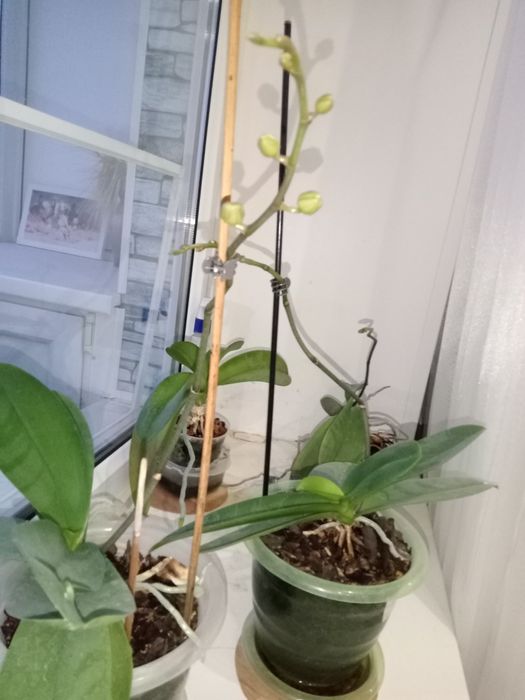 Орхидея с цветоносом и бутонами скоро зацветёт