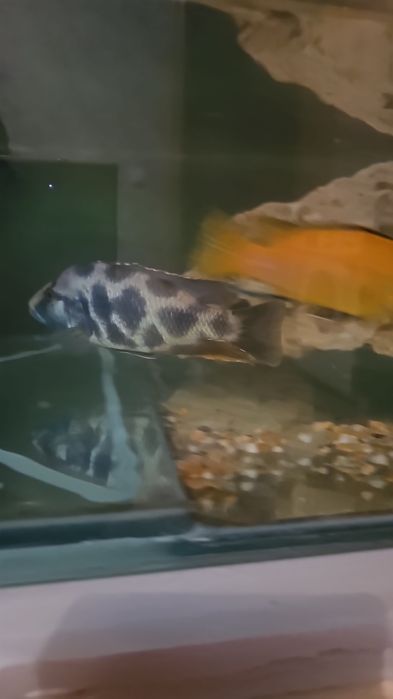 Леопард самец семейство цихлида