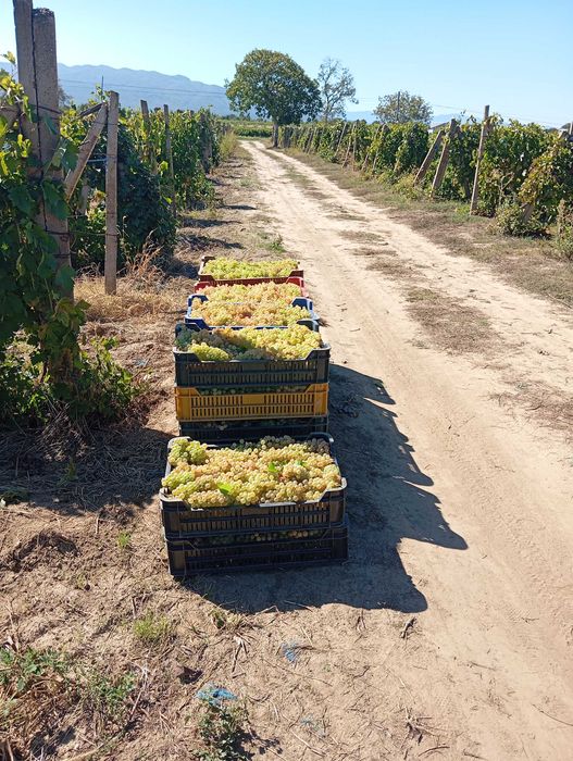 Struguri pentru vin