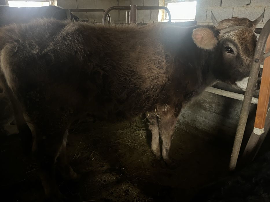 Продам телку хорошая срочна