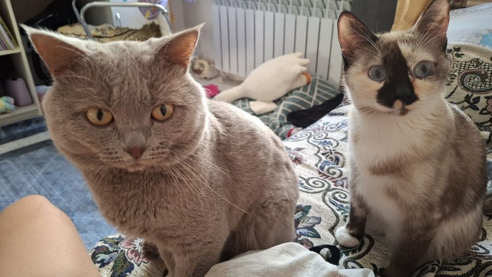 Отдам котёнка в добрые руки