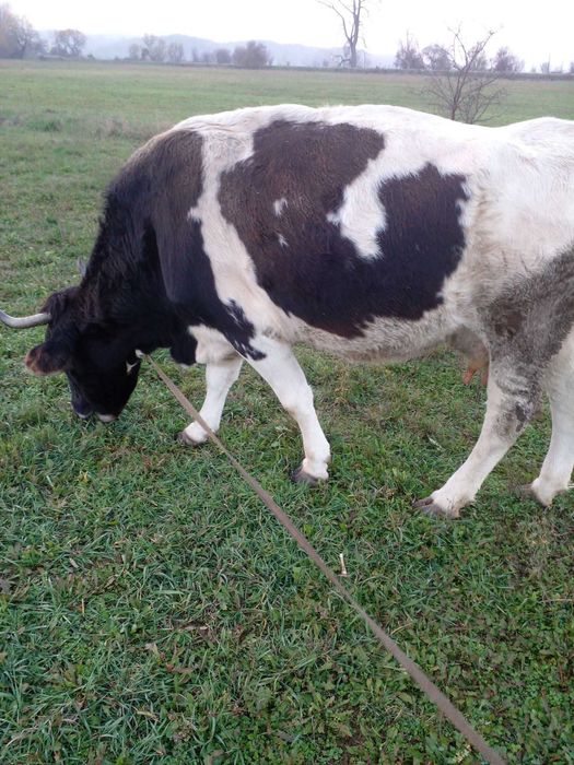 Vaca de vânzare gestanta