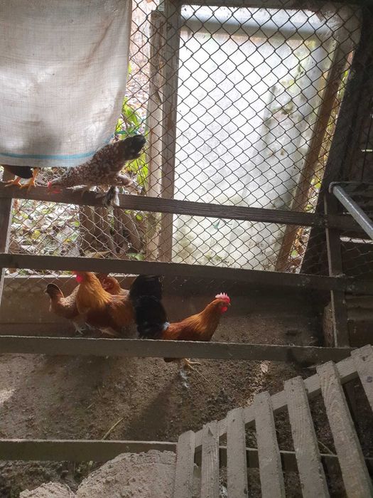 Cocoși și găinuțe de munte