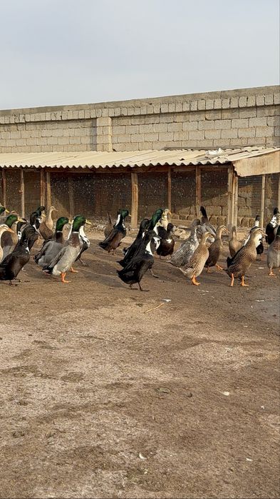 Бегунок утки ordak урдак сотилади