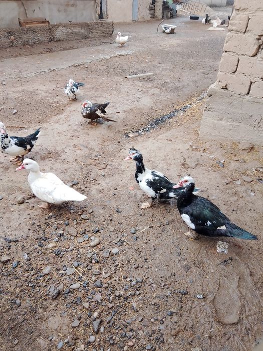 Үйрек сатылады срочно