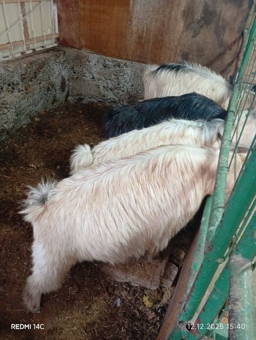 Бугоз экиззой эчкилар тезда сотилади хаммаси зур чиройли сифатли йош !