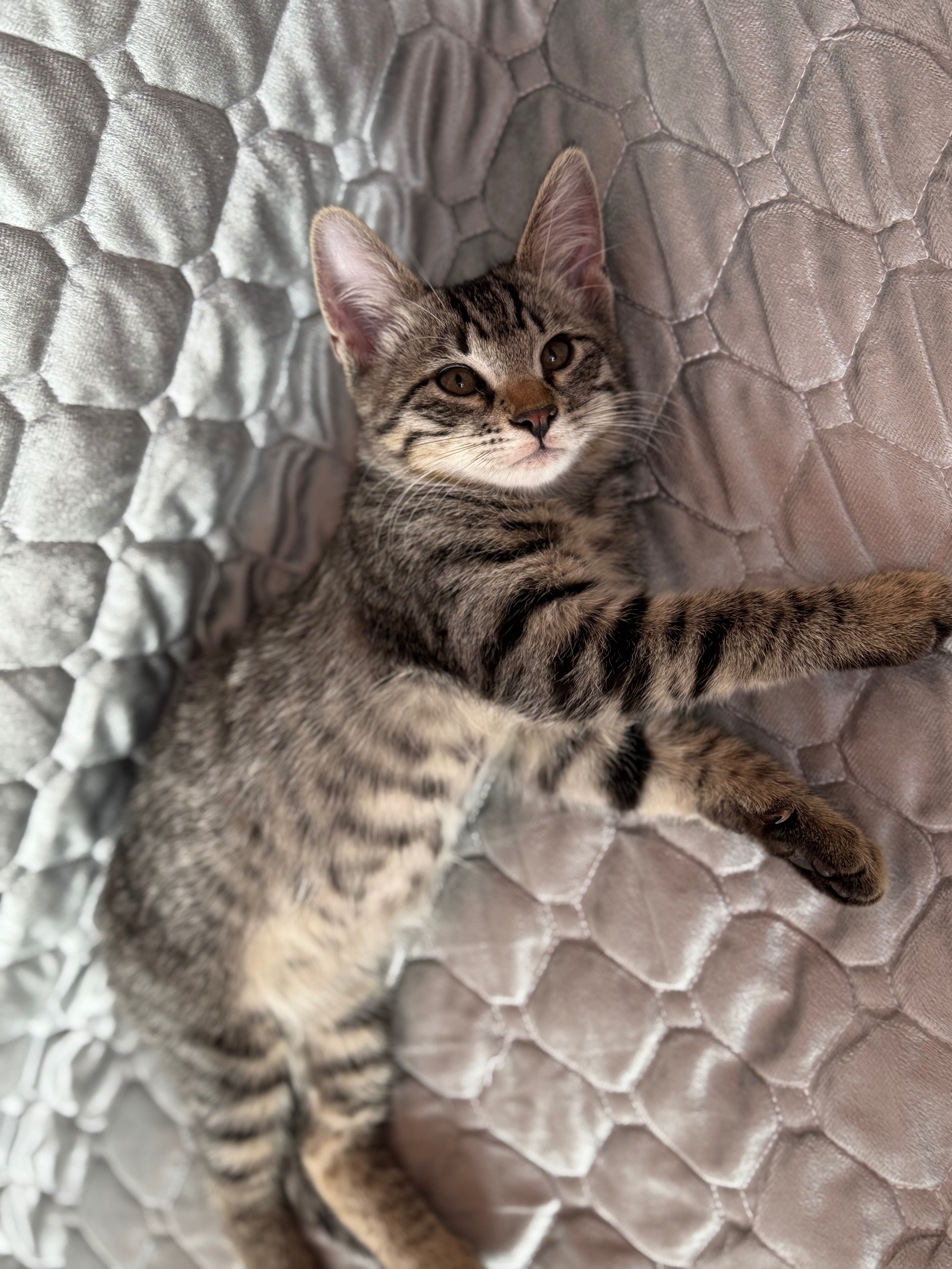 Котенок мальчик 4 месяцев
