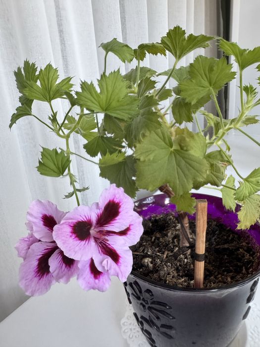 Пеларгония королевская