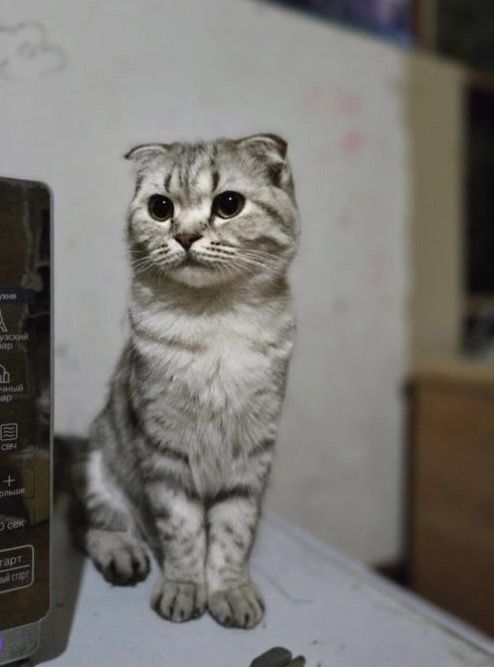 Срочно продам котенка