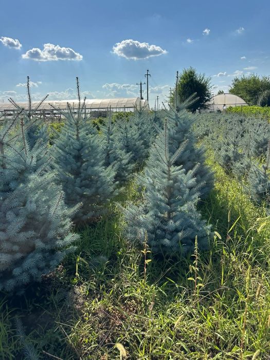 Brad argintiu  / leylandii  / mesteacăn