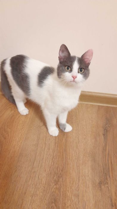 Кая, момиченце от Плевен, търси дом и гушливи стопани!