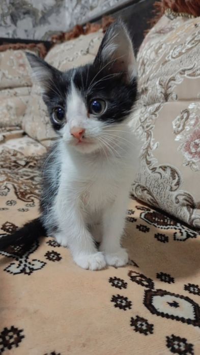 Mushuk bolalari hadiya uchun