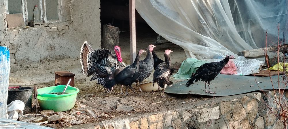 Куркалар сотилади