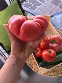 Разсад и семена - домати червен и розов селски гигант