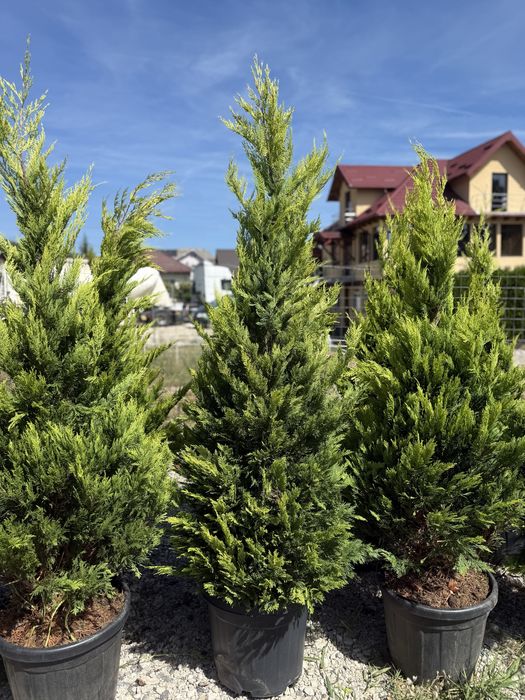Vand leylandii/leylandii gold diferite dimensiuni