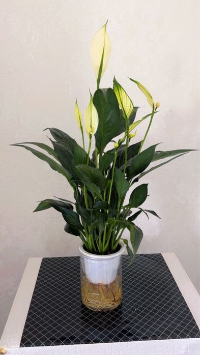 Продам Домашный цветы