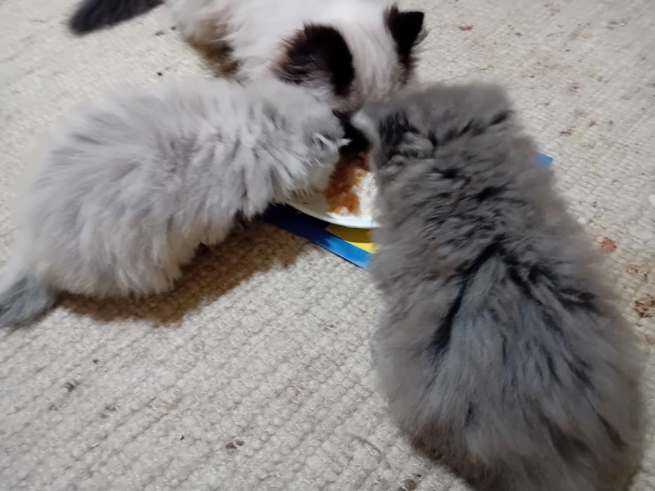 Персийски котки женски и мъжки