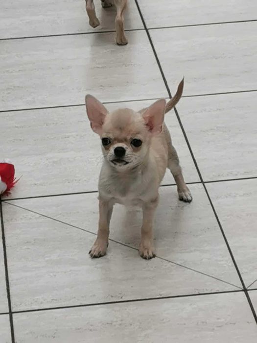 Чихуахуа ИСТИНСКИ - цени ХУБАВИ!!!