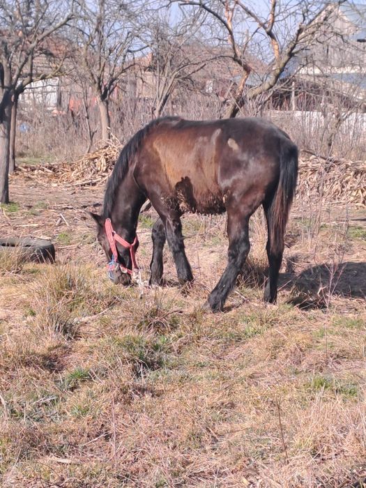 Vând mânz în vârstǎ de 10 luni