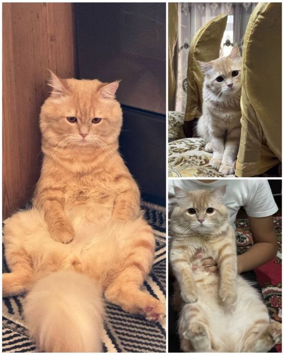 Кот ищет семью и дом!