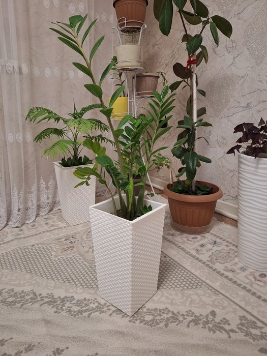 Цветы от 5000 тенге