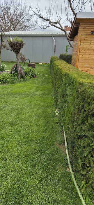 ТУЯ ИЗТОЧНА Висока 1.5м+