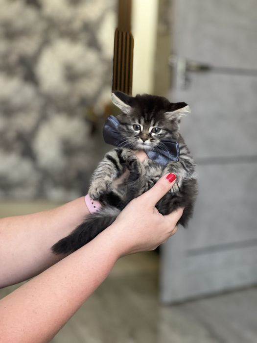 Этот привлекательный молодой кот в бабочке ищет семью!