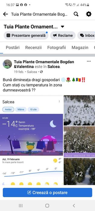 Tuia din Bucovina dacă doriți la Salcea găsiți oferta valabilă  2025