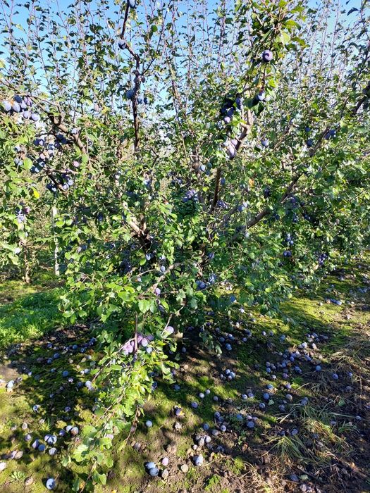 Vând prune pentru țuică preț negociabil