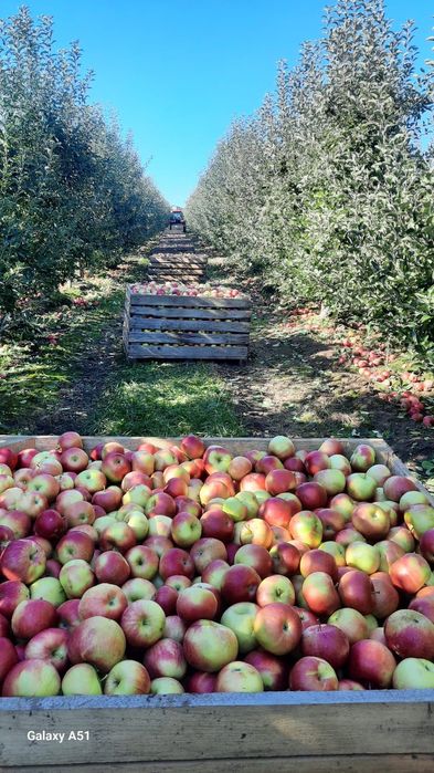 Vând Mere Falticeni