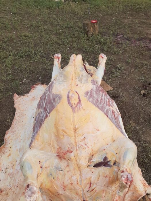 Соғым , Сиыр, қашар, баспақ