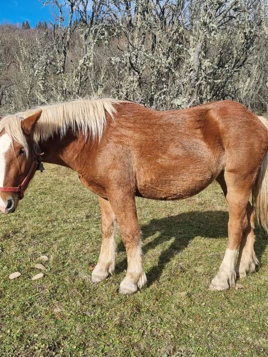 Manza de 2 ani jumătate
