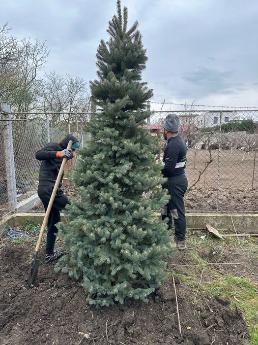 Brazi berzi si argintii