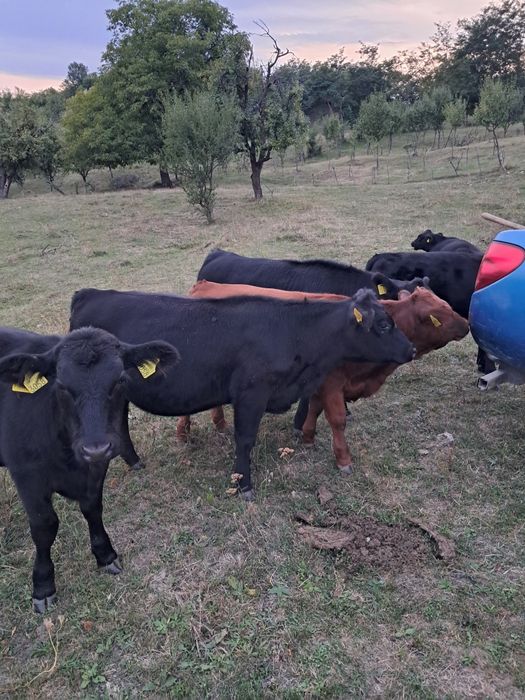 De vânzare vitei angus