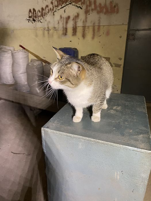 Ласковая кошечка ищет добрый дом! Отдадим бесплатно!