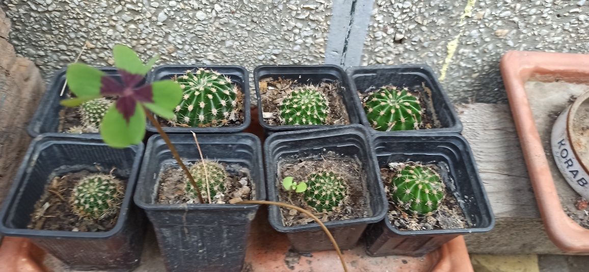 Cactusi de vanzare