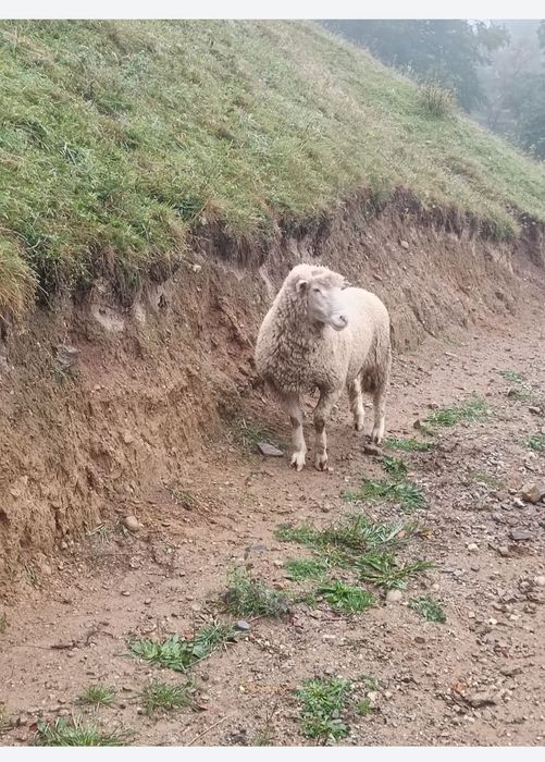 Vând berbec  îl de France are 10 luni