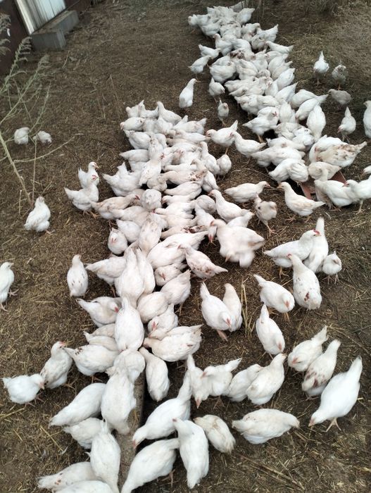 Vând pui Podari ...