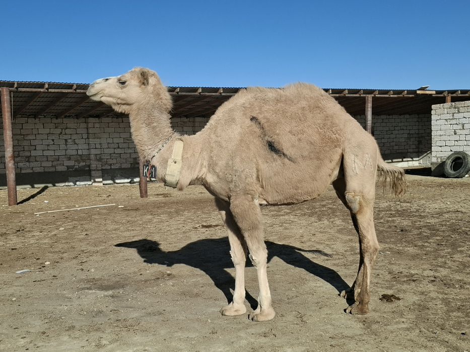 Семіз пішілген атан