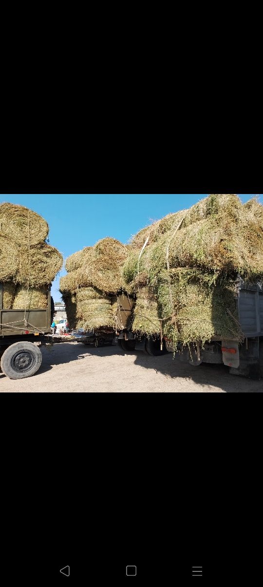 Сено люцерна жоношка урлон свжеый укос жоношка урлон сатамын жоношка с