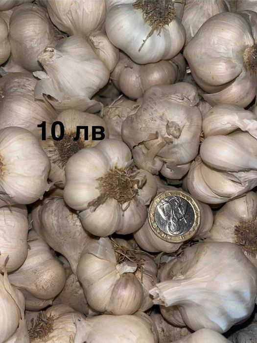 Български сорт чесън