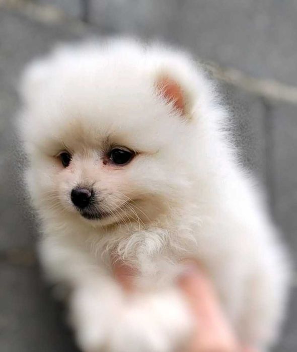 Продавам малък померан!