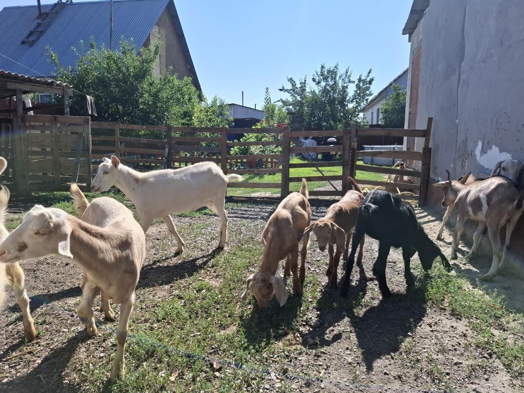 Продам разно породные козы