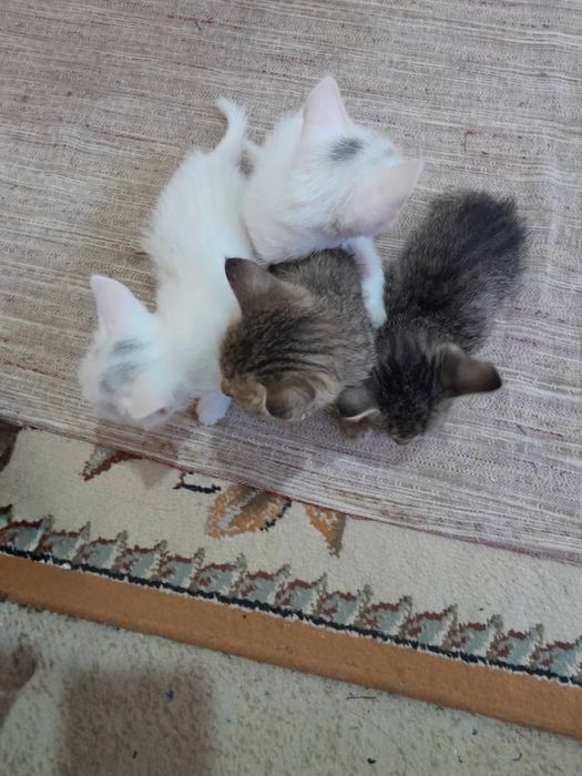 Ozi aqilli aytqanindi qilmaytin pishiqlar bar