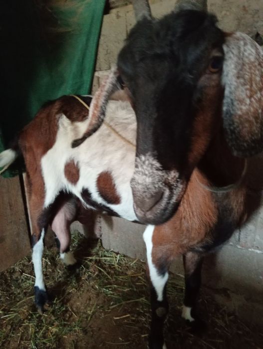 Vând capră cu vârsta de 3 ani