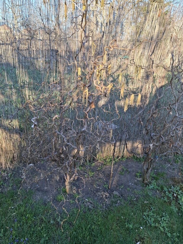 Vând Alun Cret(Cârlionțat), Roșu și Verde