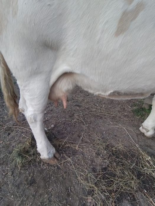 Vaca gestanta in 3 luni, buna de lapte, cuminte la muls